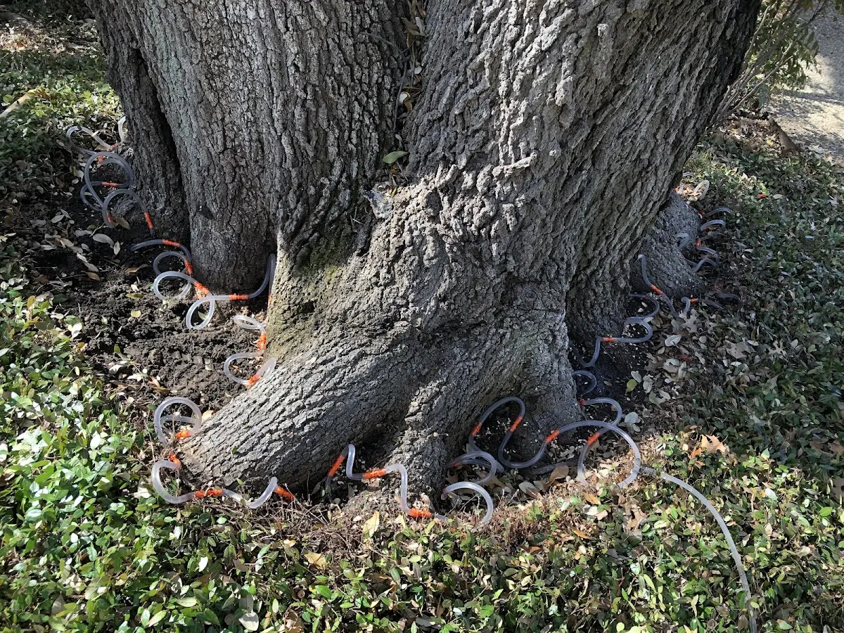 Detailed Tree Cabling and Bracing job site in Smithton